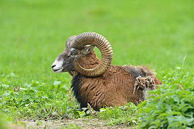 Genvid宣布互动流媒体剧集《DC英雄联盟》